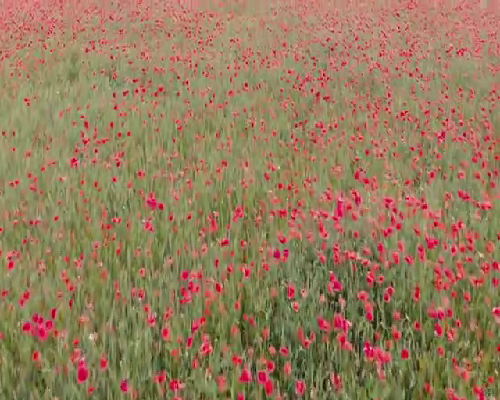 乡下小孩容易引发的疾病